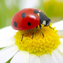 lil-junie-bug avatar