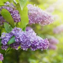 lilac-scrapbook avatar