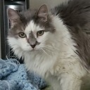 lilaccherry99 avatar