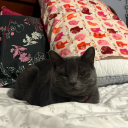 lilacstarshine40k avatar