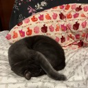 lilacstarshine6 avatar