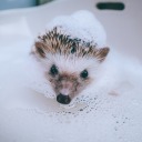 lilhedgiehog avatar