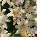 liliesandmoondiaries avatar