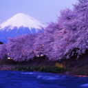 liliesandscout avatar