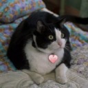 lillymoscovitz avatar