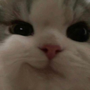 lilmeowmoew avatar