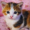 lilywhite-kittywake avatar