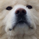 linglingslungs avatar