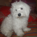 linkinsparkles avatar