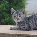 liquoriceandladygrey avatar