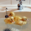 lissbutnobliss avatar