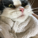 literal-bee-0 avatar