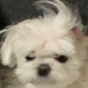 literarygremlin avatar