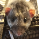 little-devil-rat avatar