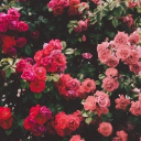 little-miss-chloe avatar