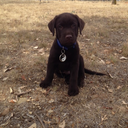 littlebrowndogblog avatar