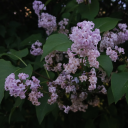 littlecloudsunshine avatar