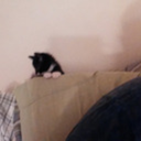 littledemonlorne avatar