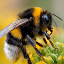 littleenchantedone avatar