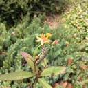 littlejupiterdarling avatar