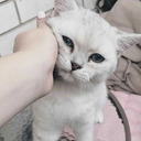 littlekitten-x-x-blog avatar