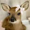 littlelambdollx avatar