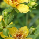 littlelilyflower avatar