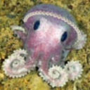 littleoctytheoctopus avatar