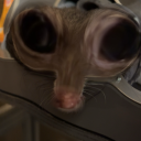 littleplaugedoctress avatar