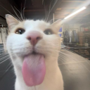 littleplaythingg avatar