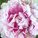 littleprayerseverywhere avatar