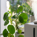 littlestarrfighter avatar