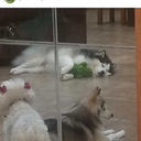 littlestfawnprince avatar