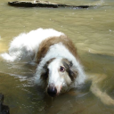 littlestmercies avatar