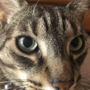 littolcreachers avatar