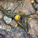 littorinaobtusata avatar