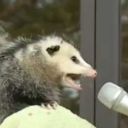 livelaughlaoganma avatar