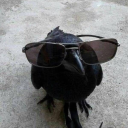 livid-corvids-hoard avatar