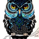 liz-owl avatar