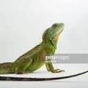 lizards-are-great avatar