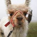 llamaruminations avatar