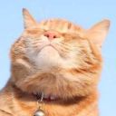 localcottagefaerie avatar