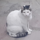 locallesbianinyourarea avatar