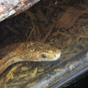 localpangendernerd avatar