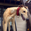 lokithegreyhounds avatar