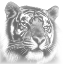 lol-tiger-blog avatar