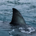 lolgmolesbian avatar