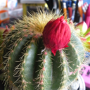 lonelycactusflower avatar