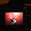 lonelyhopesanddreams avatar