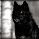 lonewaywardwolf avatar